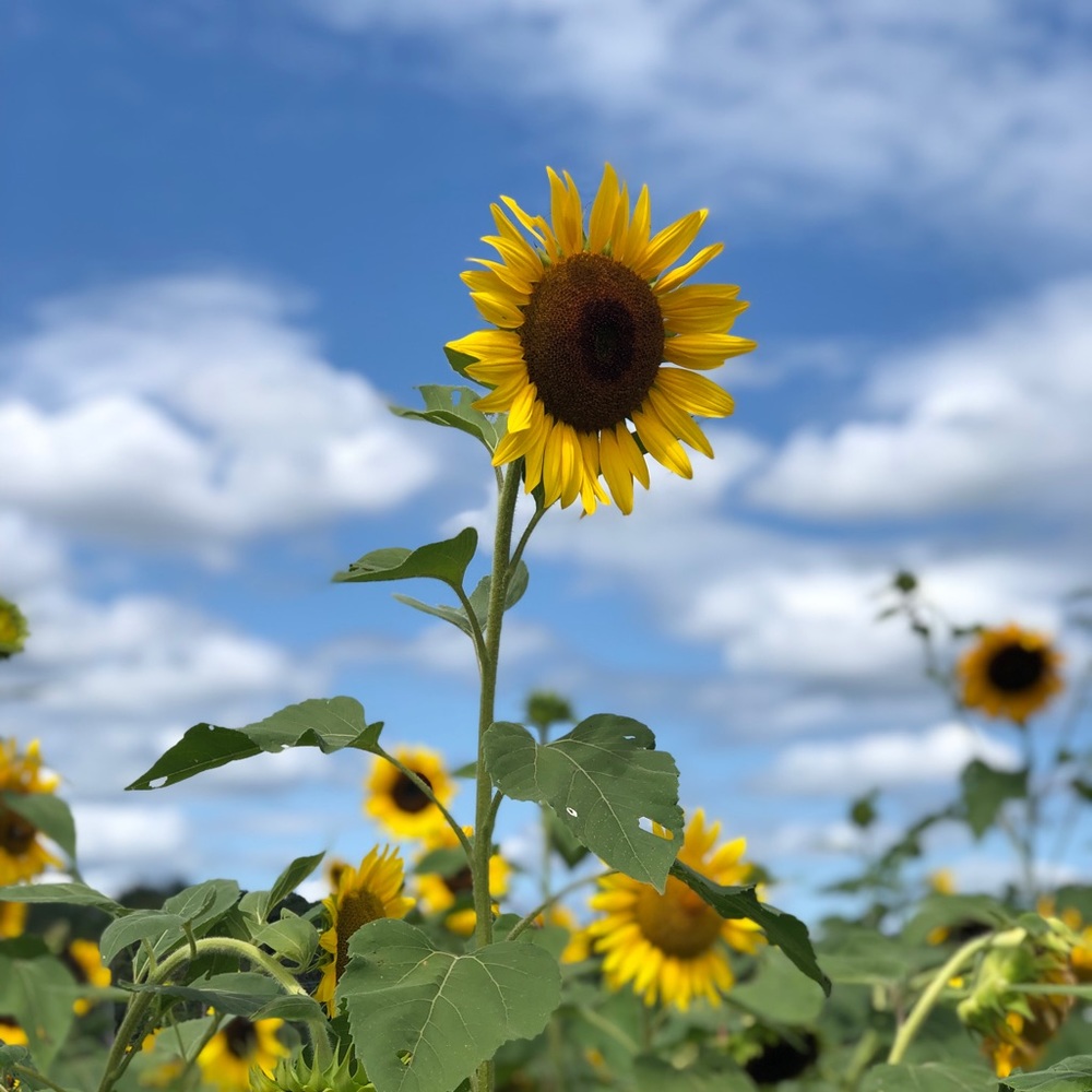 Meet your Posher, Jenn